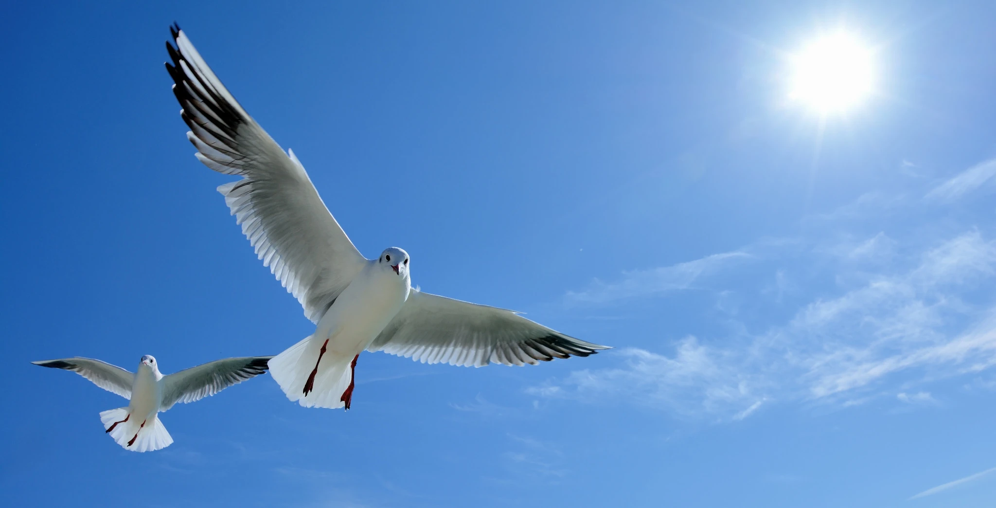 Küchenrückwand aus ESG Glas Glasbild mit Motiv Möwen in 4 mm, 6 mm oder 8 mm nach Maß gefertigt