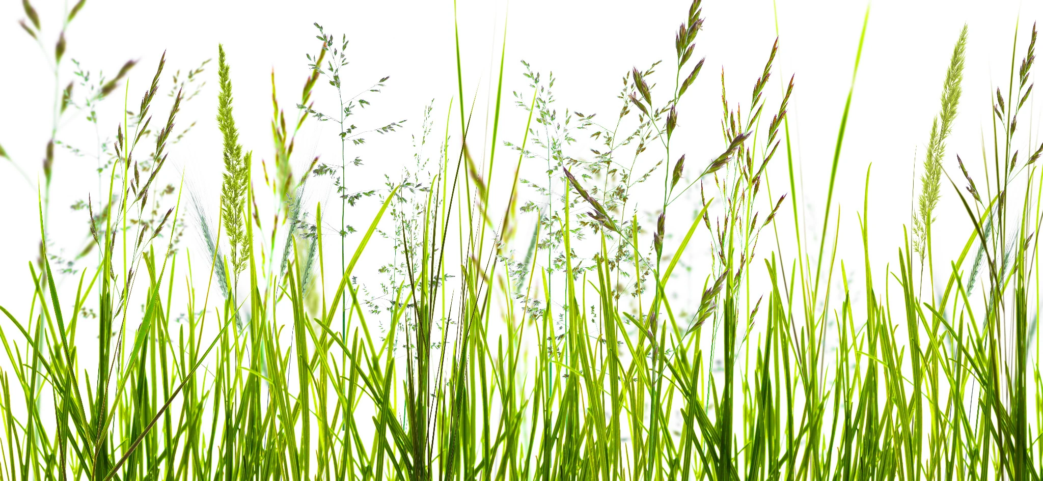 Küchenrückwand aus ESG Glas Glasbild mit Motiv Gräser in 4 mm, 6 mm oder 8 mm nach Maß gefertigt